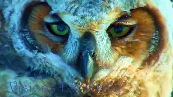 Great Horned Owlet in Oils