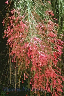 Cascading Carribean Firecracker