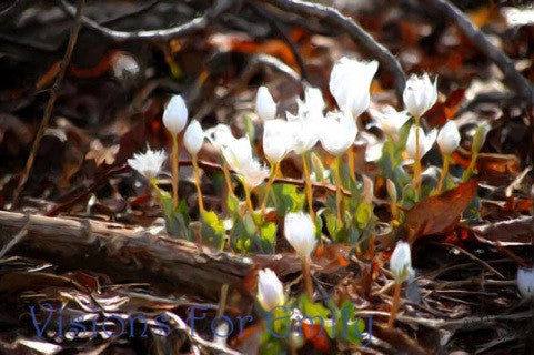 Woodland Spring Blooms in Pennsylvania