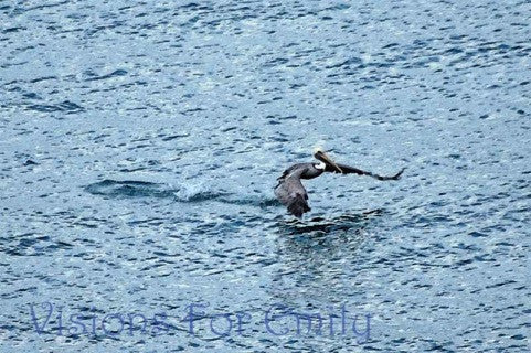 Pelican Flight Takeoff Watercolor