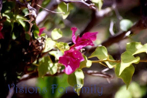 Raspberry Bougainvillea Amidst Thorns in Oils