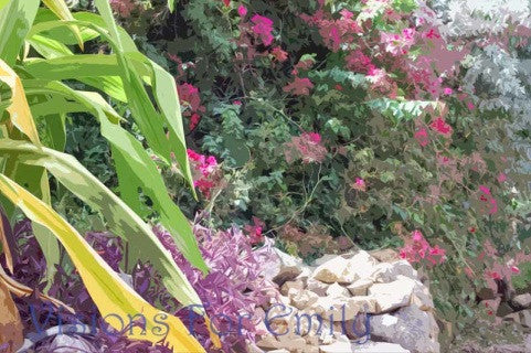 St. Thomas Sidewalk Foliage