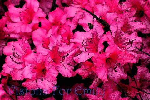 Vivid Pink Azaleas in Pennsylvania