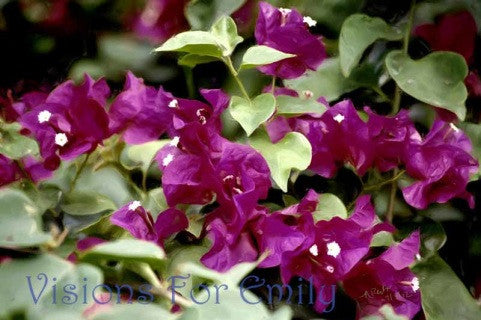 Tropical Magenta Bougainvillea in Oils