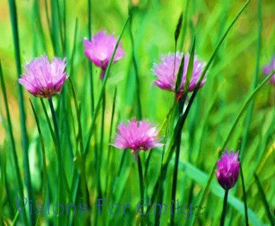 Chives in Bloom