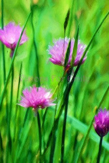 Chives in Bloom Tall