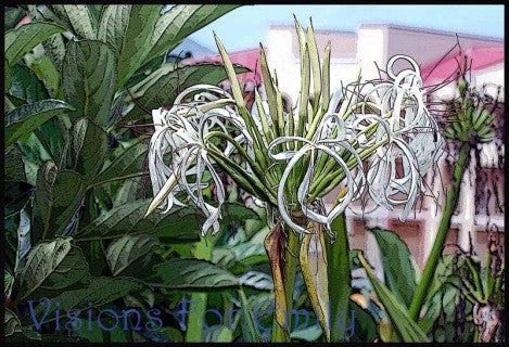 St. Thomas Spider Lilly in Ink