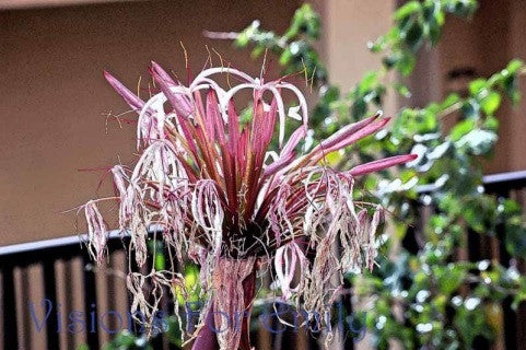 Pink Spider Lilly in Ink