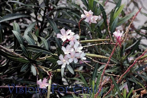 Desert Rose in Watercolor