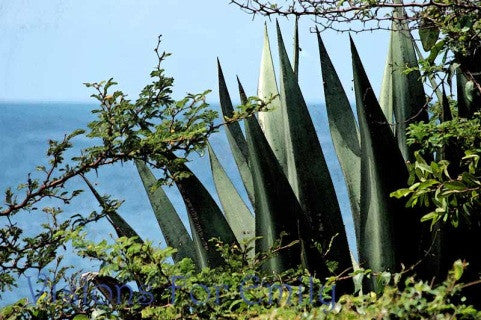 Cactus Overlooking the Sea